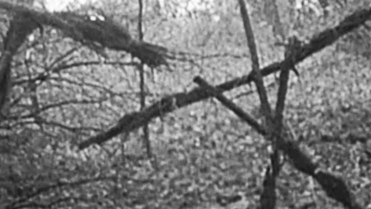The Blair Witch Project still 2