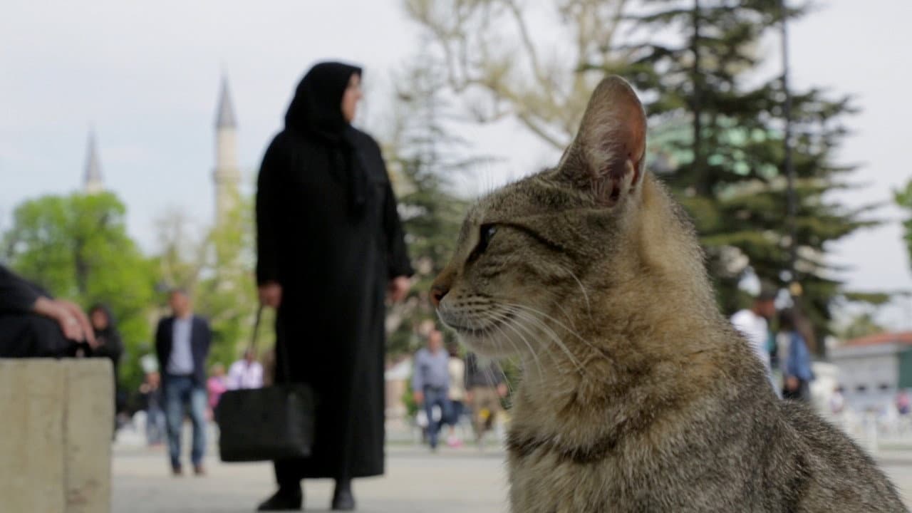 Kedi still 7