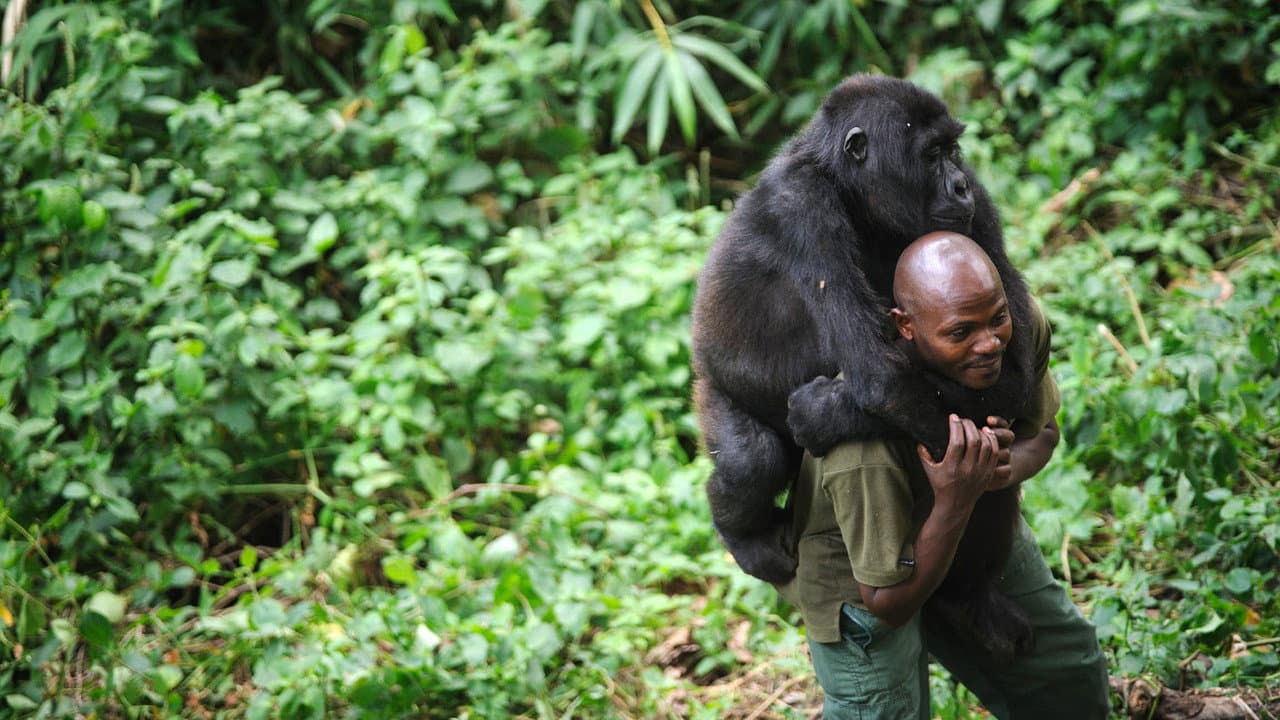 Virunga still 2