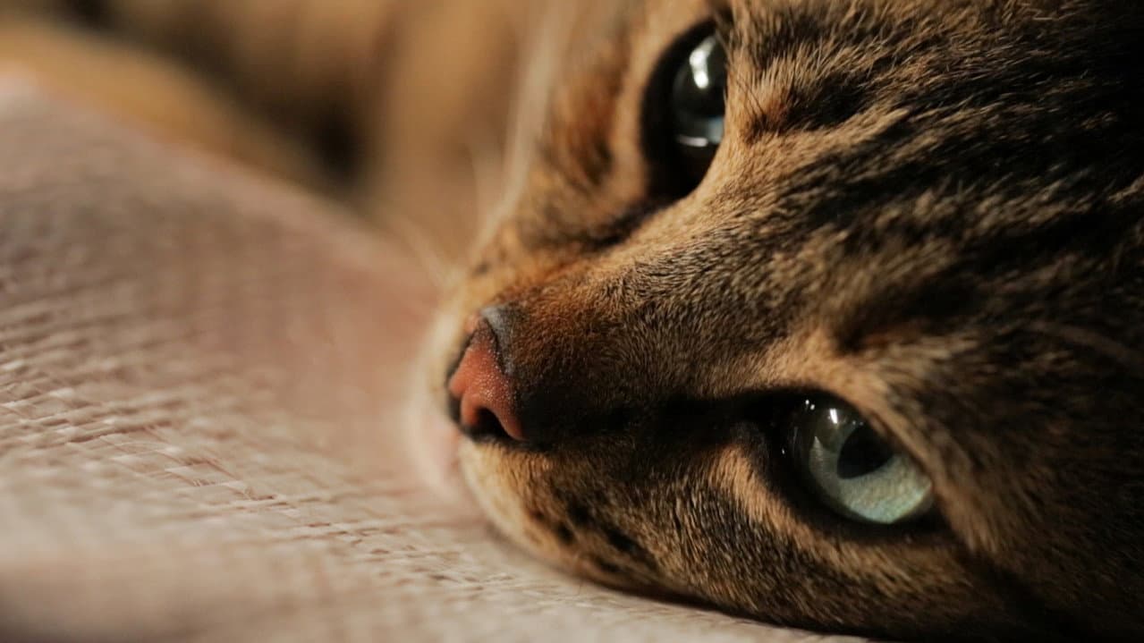 Kedi still 4