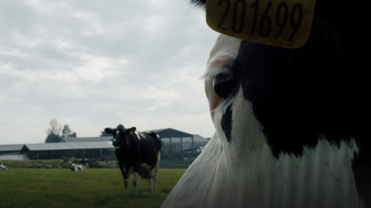 Cow still 3