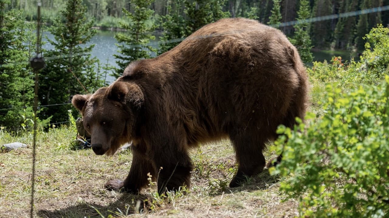 Grizzly Night still 2