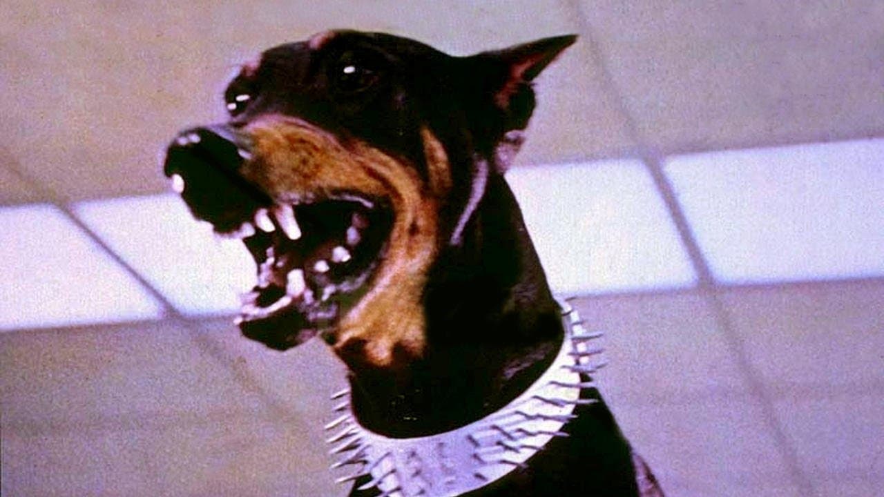 The Doberman Gang still 1