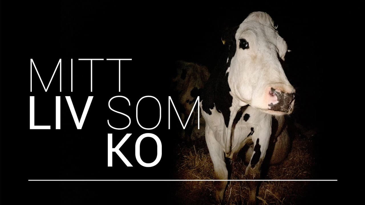 Cow still 4