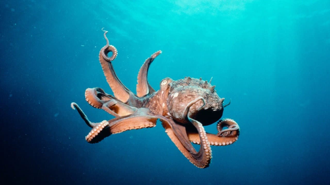 Deep Sea 3D still 3