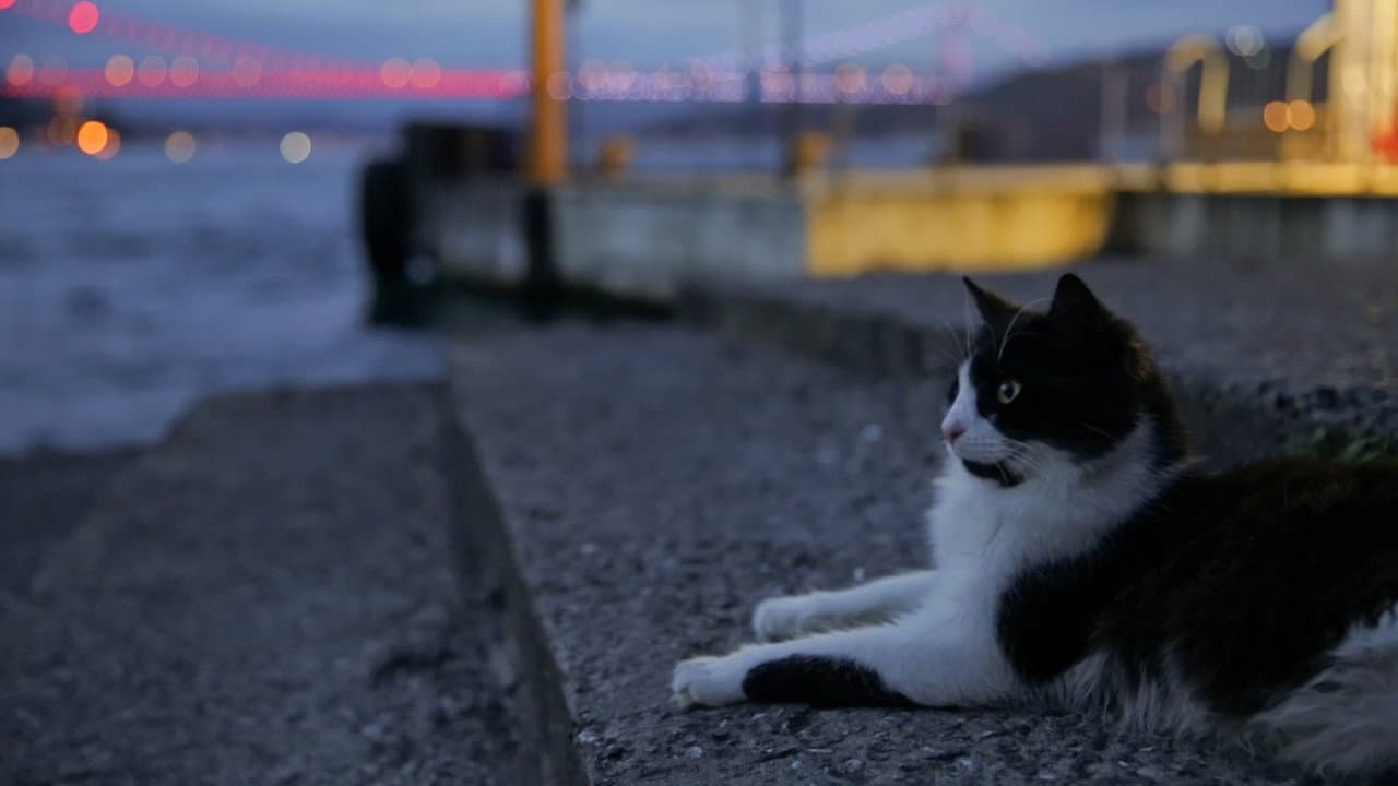 Kedi still 2