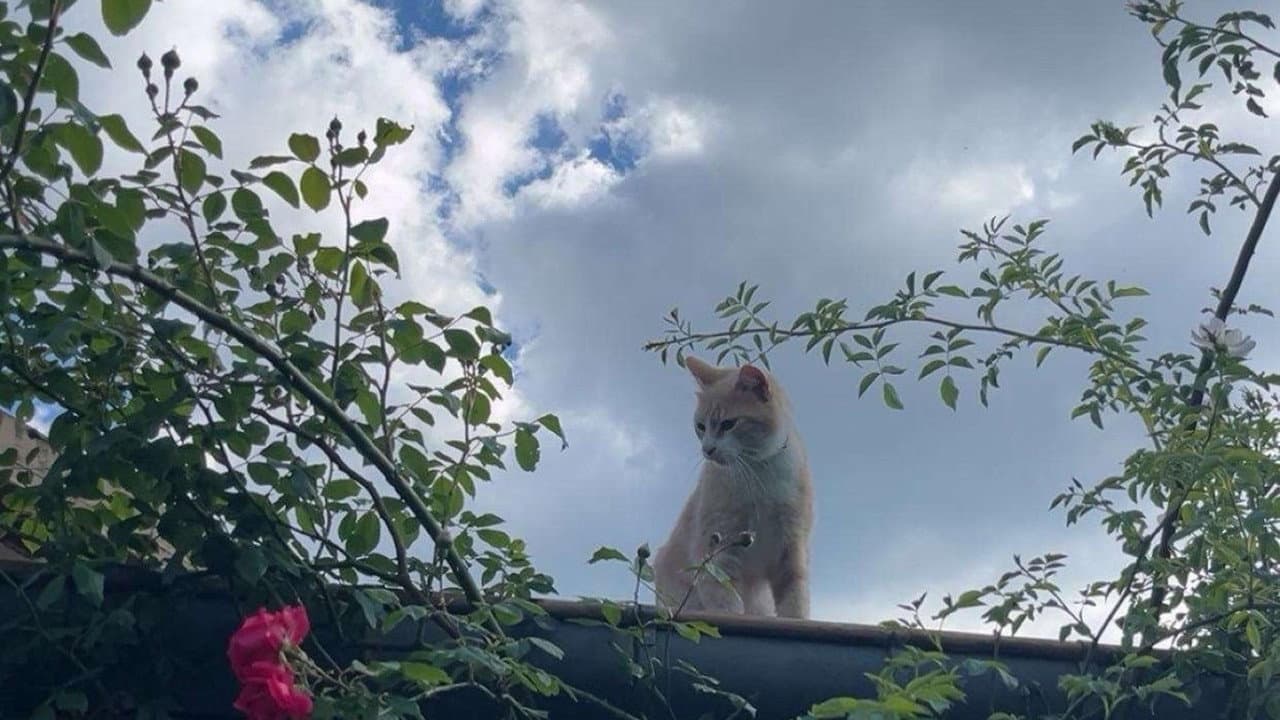 Inside the Mind of a Cat still 2
