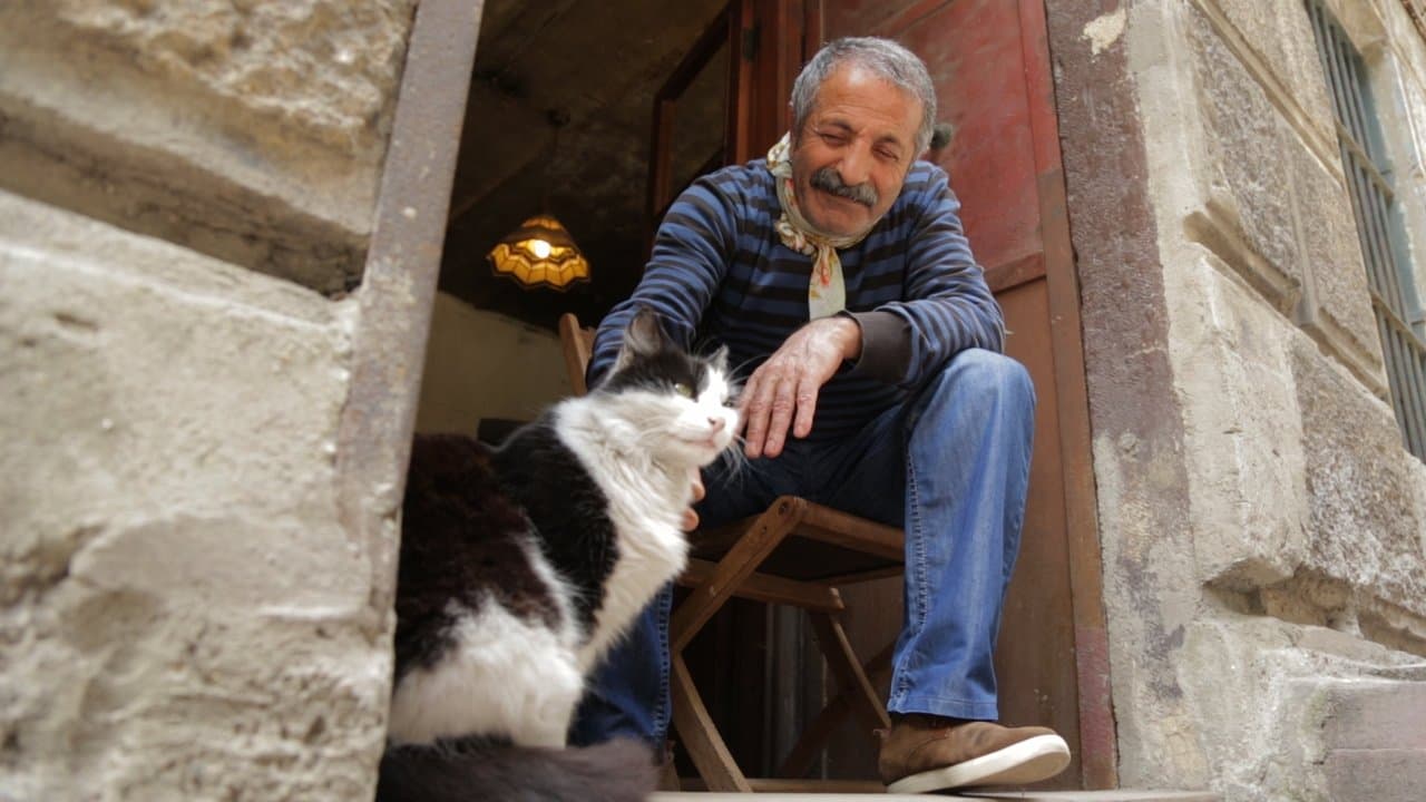 Kedi still 1