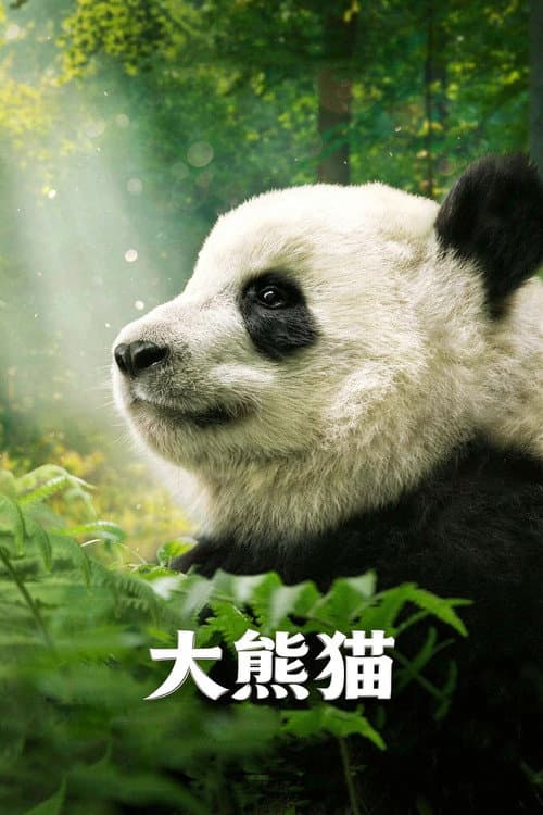 Pandas still 7