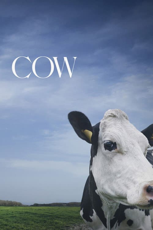 Cow still 7