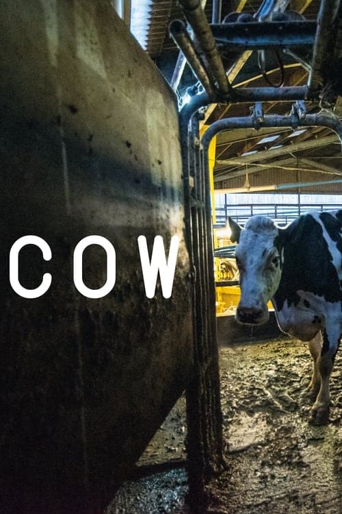 Cow still 6