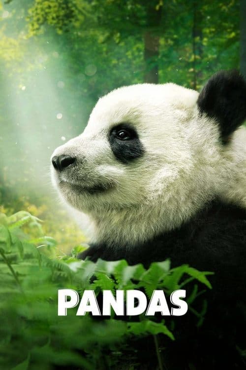 Pandas still 4