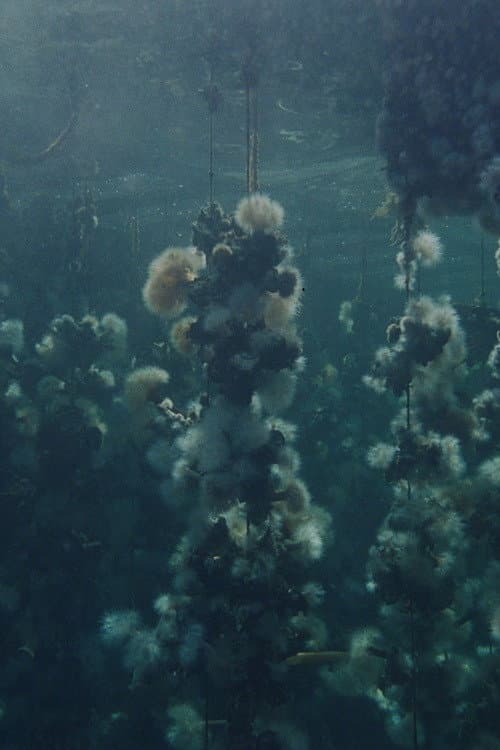 Concrete Turned to Sand: First Clip From 2026 Doc still 3