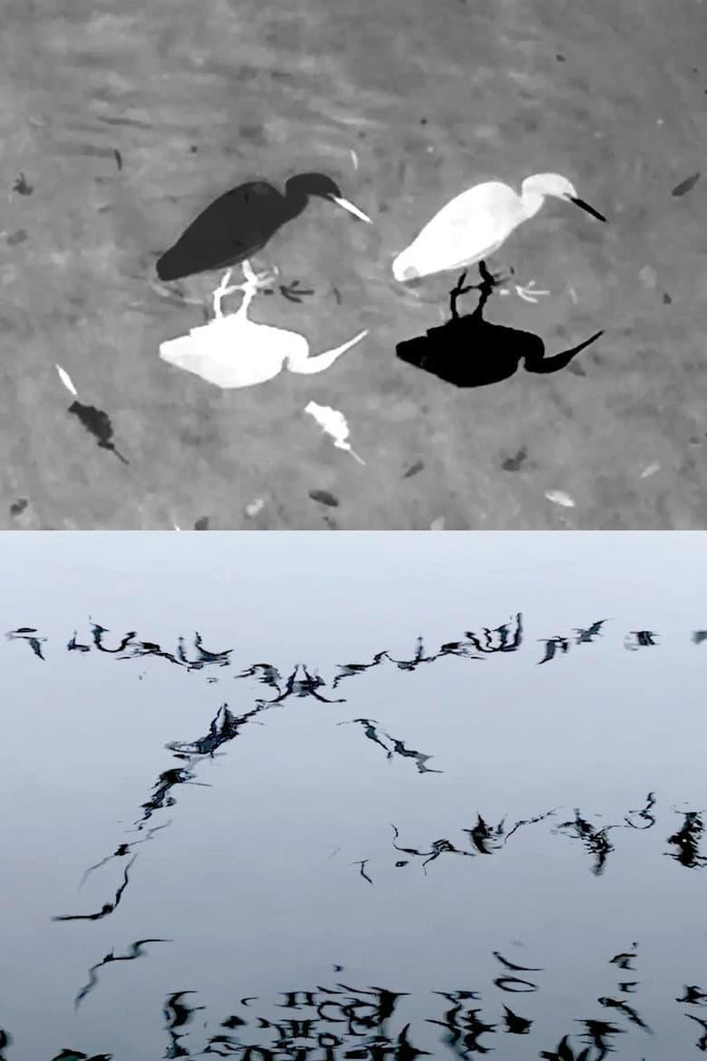 Animal Studies Film: Egret, Seagull, Midges, Spider, Swans