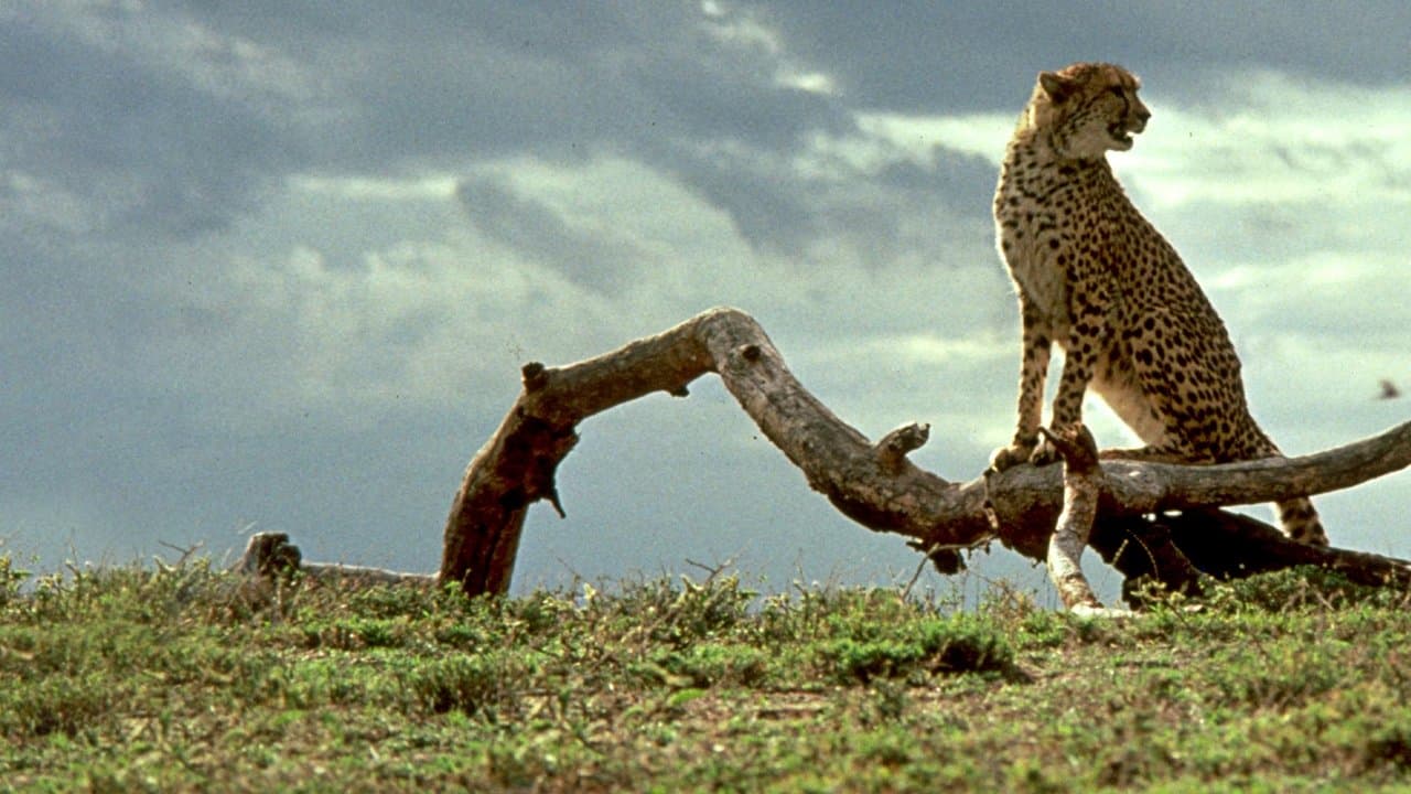 Cheetah still 1